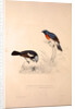 Phoenicura Rubeculoides, Phoenicura Coeruleocephala by Elizabeth Gould and John Gould