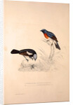 Phoenicura Rubeculoides, Phoenicura Coeruleocephala by Elizabeth Gould and John Gould