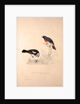 Phoenicura Rubeculoides, Phoenicura Coeruleocephala by Elizabeth Gould and John Gould