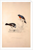 Phoenicura Rubeculoides, Phoenicura Coeruleocephala by Elizabeth Gould and John Gould