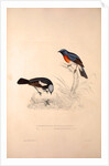 Phoenicura Rubeculoides, Phoenicura Coeruleocephala by Elizabeth Gould and John Gould