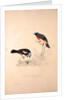 Phoenicura Rubeculoides, Phoenicura Coeruleocephala by Elizabeth Gould and John Gould