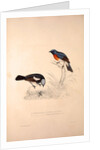 Phoenicura Rubeculoides, Phoenicura Coeruleocephala by Elizabeth Gould and John Gould
