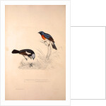 Phoenicura Rubeculoides, Phoenicura Coeruleocephala by Elizabeth Gould and John Gould
