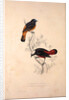 Phoenicura Frontalis, Phoenicura Leucocephala by Elizabeth Gould and John Gould
