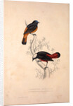 Phoenicura Frontalis, Phoenicura Leucocephala by Elizabeth Gould and John Gould