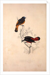 Phoenicura Frontalis, Phoenicura Leucocephala by Elizabeth Gould and John Gould