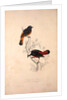 Phoenicura Frontalis, Phoenicura Leucocephala by Elizabeth Gould and John Gould