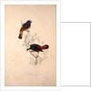 Phoenicura Frontalis, Phoenicura Leucocephala by Elizabeth Gould and John Gould