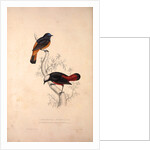 Phoenicura Frontalis, Phoenicura Leucocephala by Elizabeth Gould and John Gould