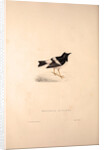 Enicurus Scouleri, Little Forktail by Elizabeth Gould and John Gould