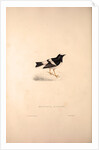 Enicurus Scouleri, Little Forktail by Elizabeth Gould and John Gould
