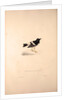 Enicurus Scouleri, Little Forktail by Elizabeth Gould and John Gould