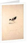Enicurus Scouleri, Little Forktail by Elizabeth Gould and John Gould