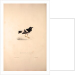 Enicurus Scouleri, Little Forktail by Elizabeth Gould and John Gould