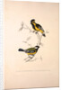Parus Xanthogenys, Parus Monticolus by Elizabeth Gould and John Gould