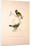 Parus Xanthogenys, Parus Monticolus by Elizabeth Gould and John Gould