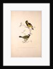 Parus Xanthogenys, Parus Monticolus by Elizabeth Gould and John Gould