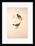 Parus Xanthogenys, Parus Monticolus by Elizabeth Gould and John Gould