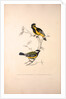 Parus Xanthogenys, Parus Monticolus by Elizabeth Gould and John Gould