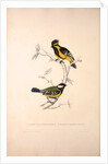 Parus Xanthogenys, Parus Monticolus by Elizabeth Gould and John Gould