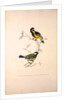 Parus Xanthogenys, Parus Monticolus by Elizabeth Gould and John Gould