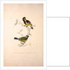 Parus Xanthogenys, Parus Monticolus by Elizabeth Gould and John Gould