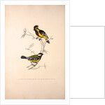 Parus Xanthogenys, Parus Monticolus by Elizabeth Gould and John Gould