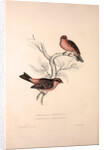 Fringilla Rodopepla, Spot-winged Rosefinch, Fringilla Rodochroa, Pink-browed Rosefinch by Elizabeth Gould and John Gould