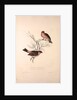 Fringilla Rodopepla, Spot-winged Rosefinch, Fringilla Rodochroa, Pink-browed Rosefinch by Elizabeth Gould and John Gould