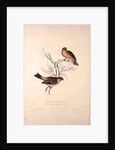 Fringilla Rodopepla, Spot-winged Rosefinch, Fringilla Rodochroa, Pink-browed Rosefinch by Elizabeth Gould and John Gould