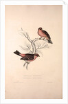 Fringilla Rodopepla, Spot-winged Rosefinch, Fringilla Rodochroa, Pink-browed Rosefinch by Elizabeth Gould and John Gould