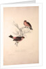 Fringilla Rodopepla, Spot-winged Rosefinch, Fringilla Rodochroa, Pink-browed Rosefinch by Elizabeth Gould and John Gould
