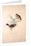 Fringilla Rodopepla, Spot-winged Rosefinch, Fringilla Rodochroa, Pink-browed Rosefinch by Elizabeth Gould and John Gould