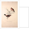 Fringilla Rodopepla, Spot-winged Rosefinch, Fringilla Rodochroa, Pink-browed Rosefinch by Elizabeth Gould and John Gould