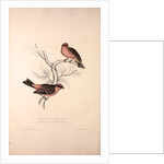 Fringilla Rodopepla, Spot-winged Rosefinch, Fringilla Rodochroa, Pink-browed Rosefinch by Elizabeth Gould and John Gould