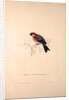 Pyrrhula Erythrocephala, Red-headed Bullfinch by Elizabeth Gould and John Gould