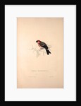 Pyrrhula Erythrocephala, Red-headed Bullfinch by Elizabeth Gould and John Gould