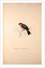 Pyrrhula Erythrocephala, Red-headed Bullfinch by Elizabeth Gould and John Gould