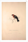 Pyrrhula Erythrocephala, Red-headed Bullfinch by Elizabeth Gould and John Gould