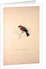 Pyrrhula Erythrocephala, Red-headed Bullfinch by Elizabeth Gould and John Gould