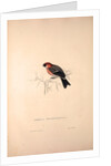 Pyrrhula Erythrocephala, Red-headed Bullfinch by Elizabeth Gould and John Gould