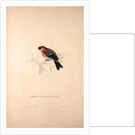 Pyrrhula Erythrocephala, Red-headed Bullfinch by Elizabeth Gould and John Gould