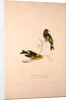 Carduelis Caniceps, Grey-headed Goldfinch, Carduelis Spinoides, Yellow-breasted Greenfinch by Elizabeth Gould and John Gould