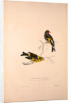 Carduelis Caniceps, Grey-headed Goldfinch, Carduelis Spinoides, Yellow-breasted Greenfinch by Elizabeth Gould and John Gould