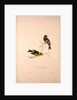 Carduelis Caniceps, Grey-headed Goldfinch, Carduelis Spinoides, Yellow-breasted Greenfinch by Elizabeth Gould and John Gould