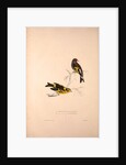 Carduelis Caniceps, Grey-headed Goldfinch, Carduelis Spinoides, Yellow-breasted Greenfinch by Elizabeth Gould and John Gould