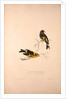 Carduelis Caniceps, Grey-headed Goldfinch, Carduelis Spinoides, Yellow-breasted Greenfinch by Elizabeth Gould and John Gould