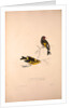 Carduelis Caniceps, Grey-headed Goldfinch, Carduelis Spinoides, Yellow-breasted Greenfinch by Elizabeth Gould and John Gould