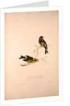 Carduelis Caniceps, Grey-headed Goldfinch, Carduelis Spinoides, Yellow-breasted Greenfinch by Elizabeth Gould and John Gould